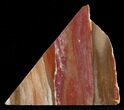 Red Araucaria Petrified Wood Slab #6835-1